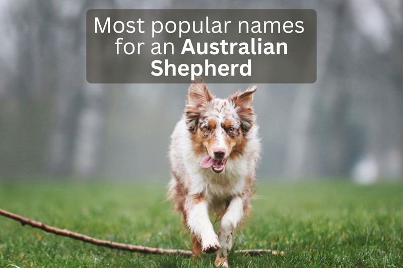 198 Most Popular Australian Shepherd Names